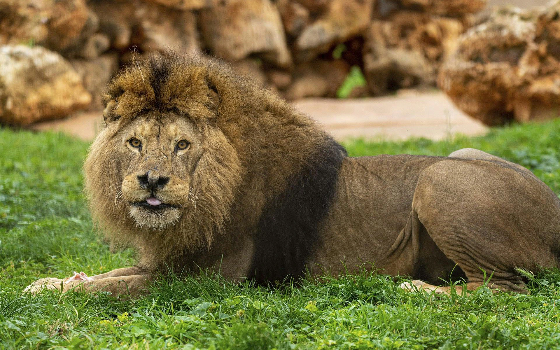 Lion resting on grass at Safari Mallorca zoo.