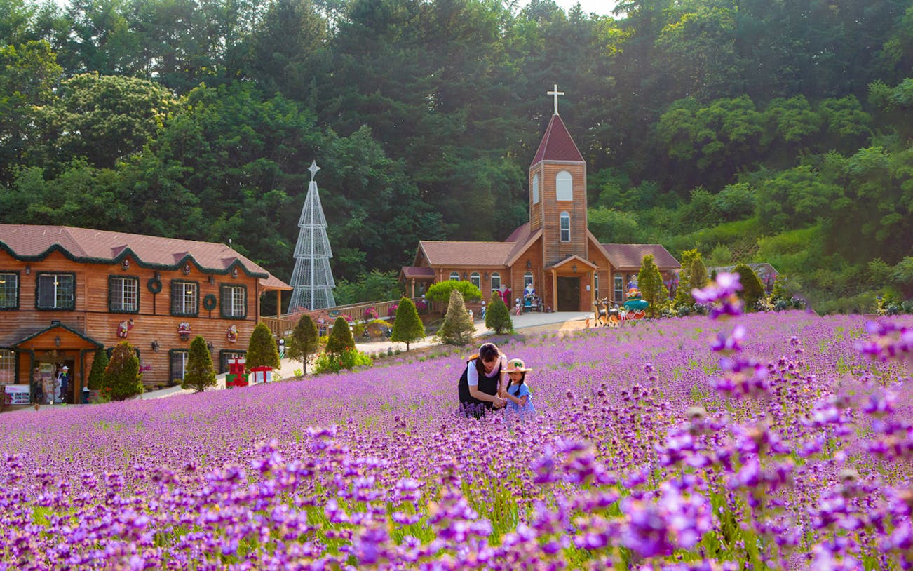 Family exploring lavender field near wooden church in Pocheon, South Korea.