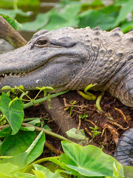 Alligator resting among lush greenery at Gatorland, Florida.