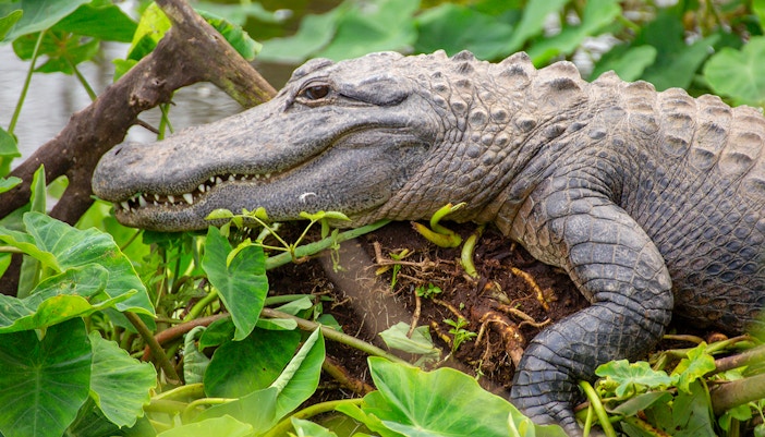 Plan your visit to Gatorland