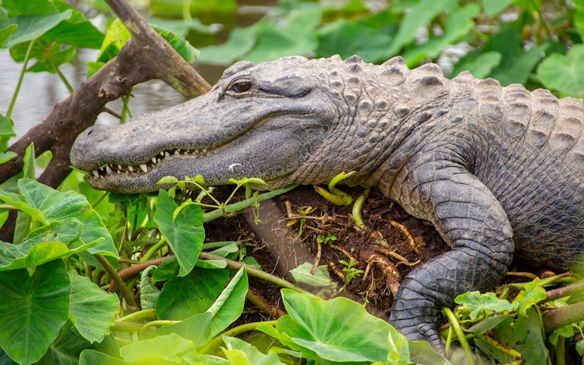 Alligator resting among lush greenery at Gatorland, Florida.