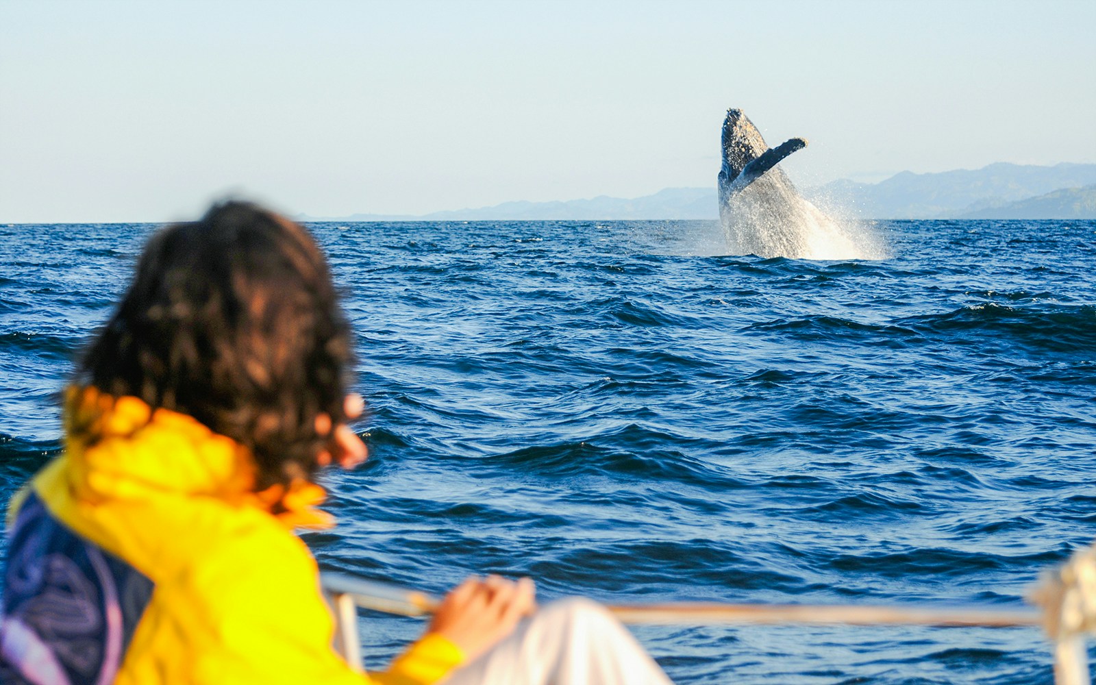 Whale breaching near boat during whale watching tour.