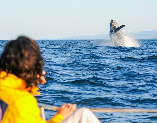 A person looking at a whale breaching the surface of the ocean