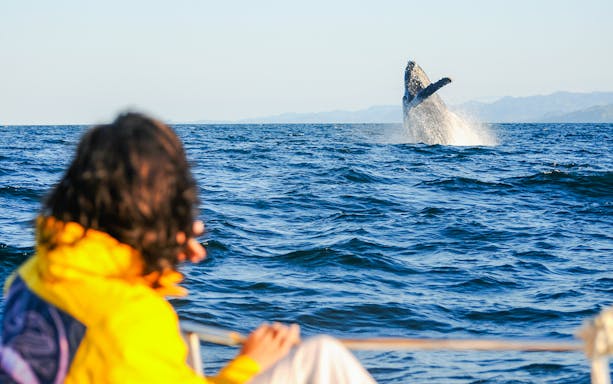 Whale breaching near boat during whale watching tour.