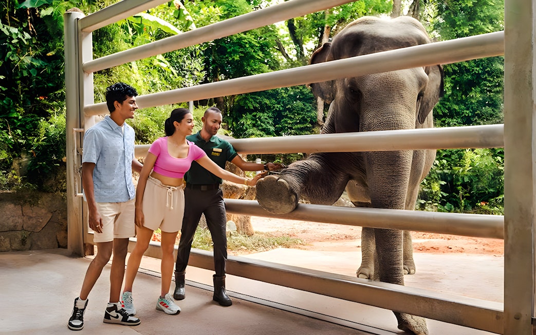 Visitors interacting with an elephant at Singapore Zoo, Mandai Wildlife Reserve.