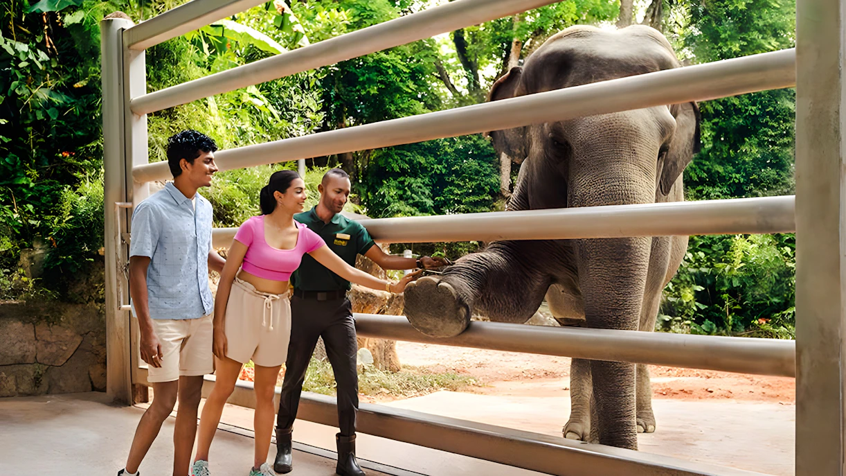 Visitors interacting with an elephant at Singapore Zoo, Mandai Wildlife Reserve.