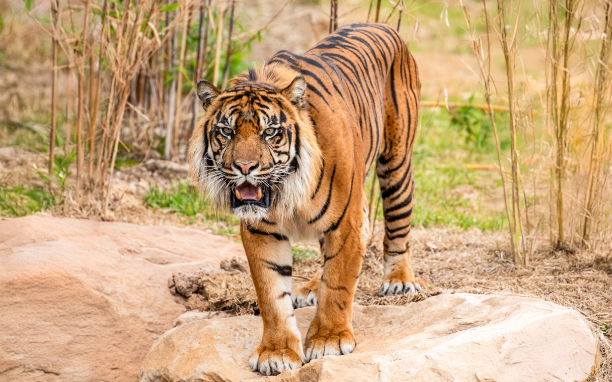 Tiger standing on rocks at Sydney Zoo.