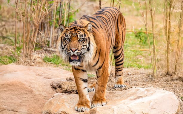 Tiger standing on rocks at Sydney Zoo.