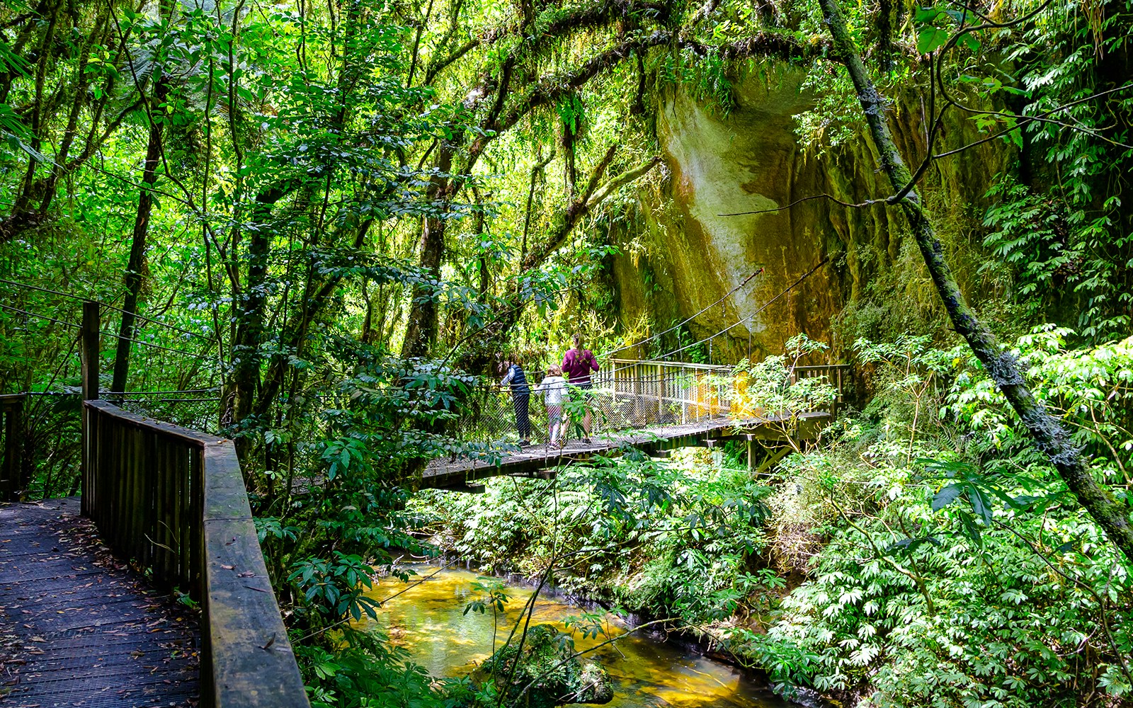 Visitors crossing a suspension bridge in lush forest near natural bridge, Waitomo.