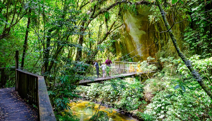 Visitors crossing a suspension bridge in lush forest near natural bridge, Waitomo.