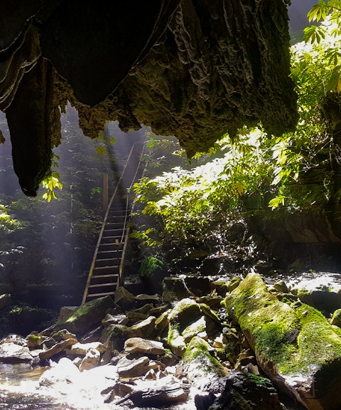 Waitomo Glowworm Caves entrance with sunlight filtering through, surrounded by lush greenery.