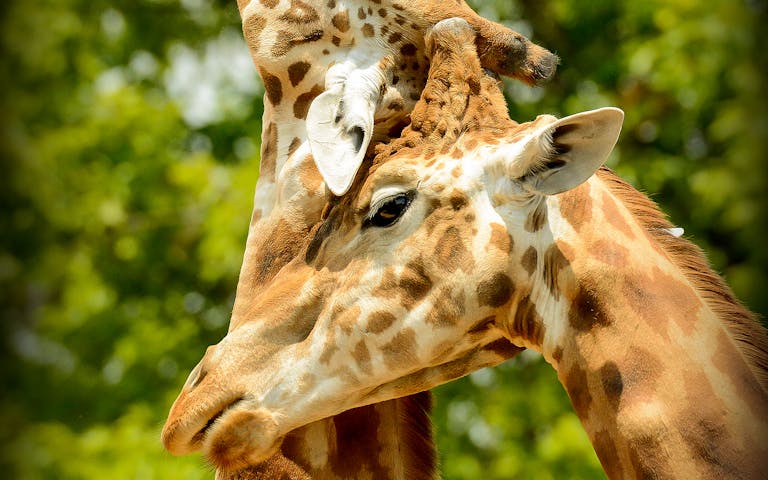 zoo di torino