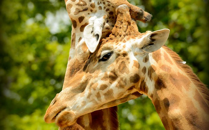 Giraffes interacting at Zoom Torino wildlife park.