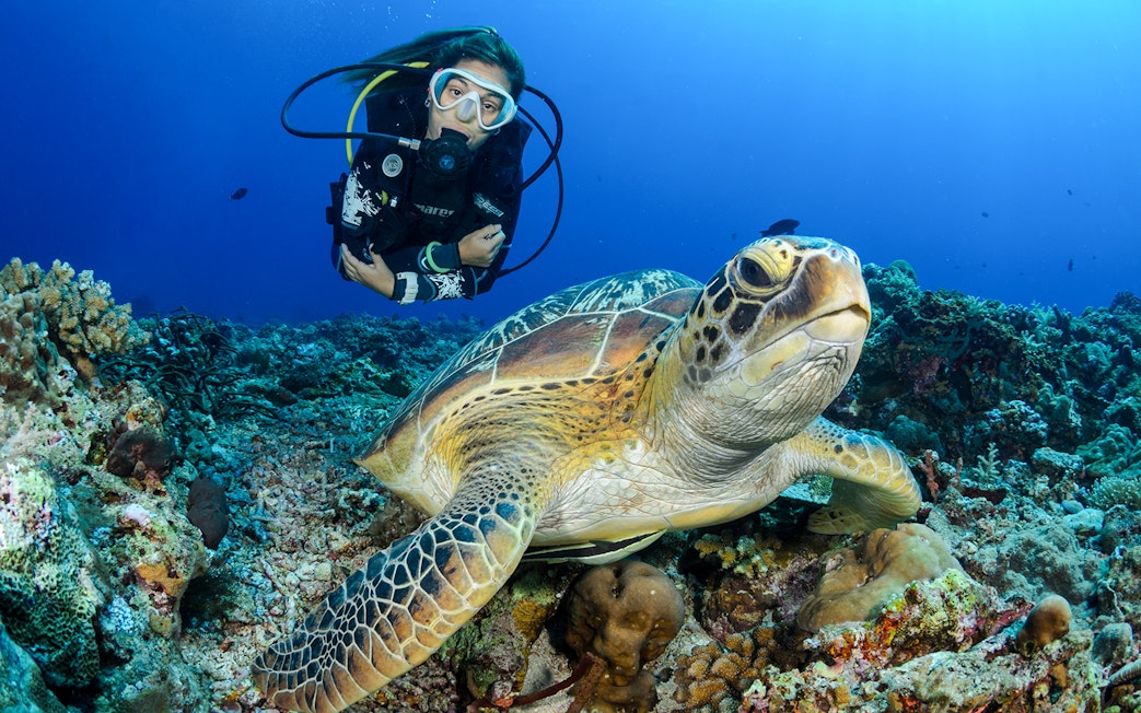 Scuba diver swimming with sea turtle in Tanjung Benoa, Bali.