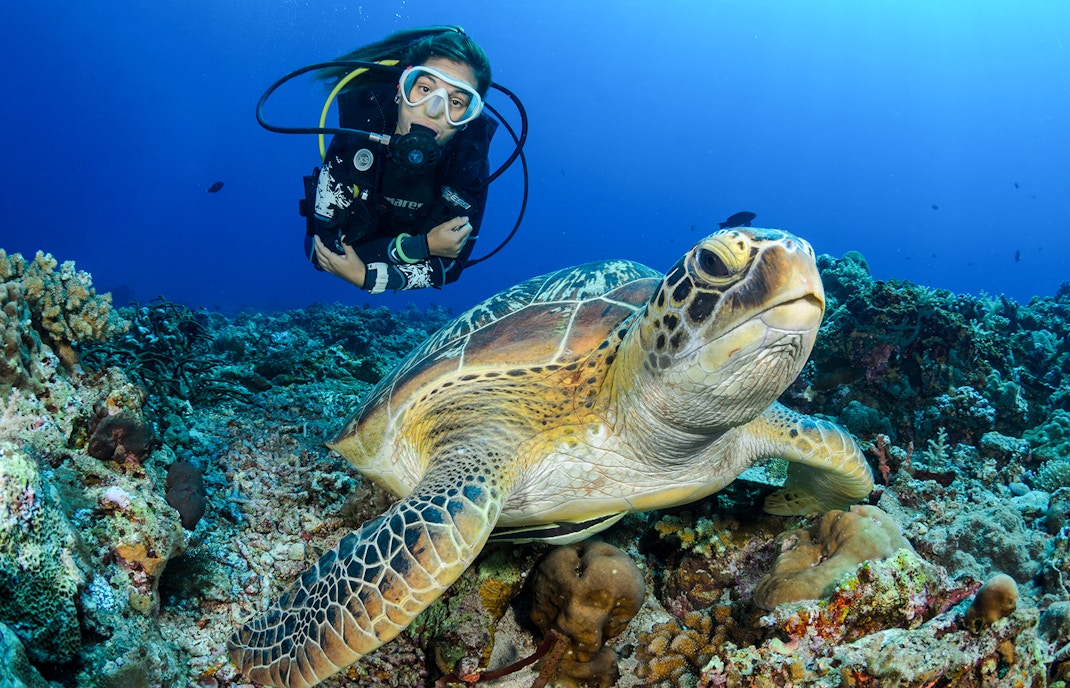 Scuba divers exploring coral reefs in Moreton Island