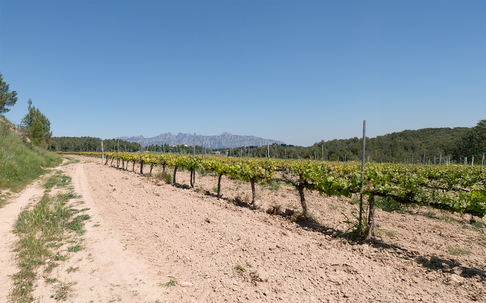 Montserrat Vineyard during autumn