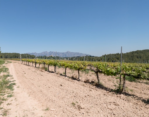 Montserrat Vineyard during autumn