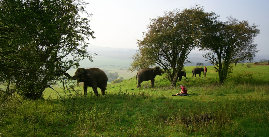 Elephants grazing in a grassy field at Whipsnade Zoo with a person nearby.
