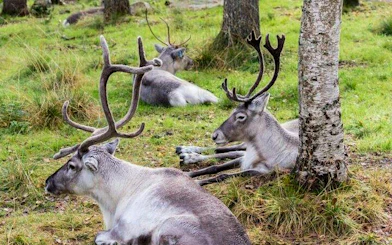 Deer resting in the grass at Ranua Zoo, Rovaniemi.