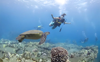 Diver swimming with sea turtle at Mala Wharf, Maui.