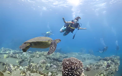 Diver swimming with sea turtle at Mala Wharf, Maui.