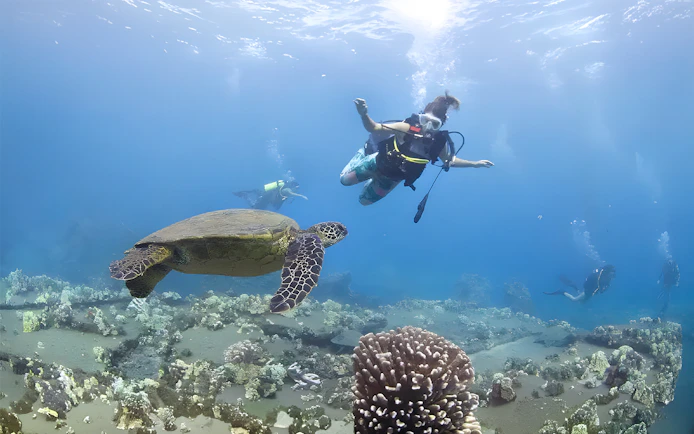 Diver swimming with sea turtle at Mala Wharf, Maui.