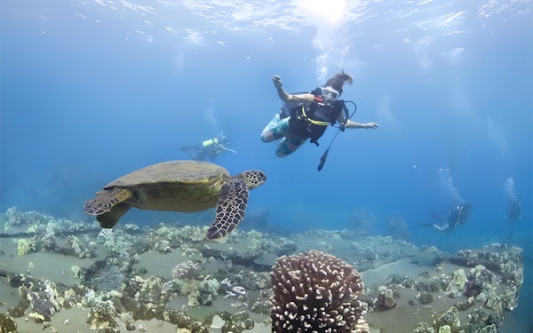 Maui Turtle and Shark Dive Tours