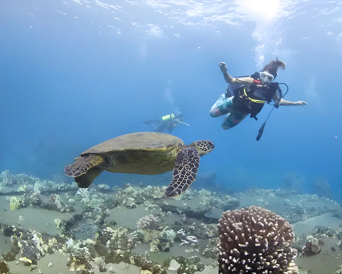 Maui Turtle and Shark Dive Tours
