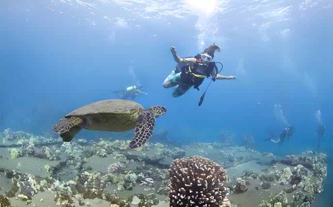 Diver swimming with sea turtle at Mala Wharf, Maui.