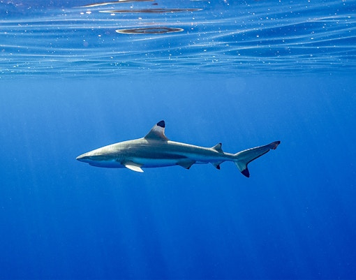 Langkawi Underwater World