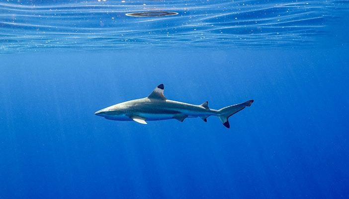 Shark watching tours - Things To Do in Phi Phi Island