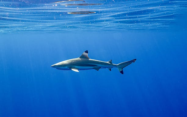 Blacktip shark swimming in Okinawa Miyakojima Undersea Park.