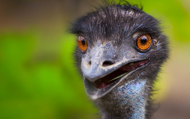 Emu close-up at Symbio Wildlife Park, Australia.