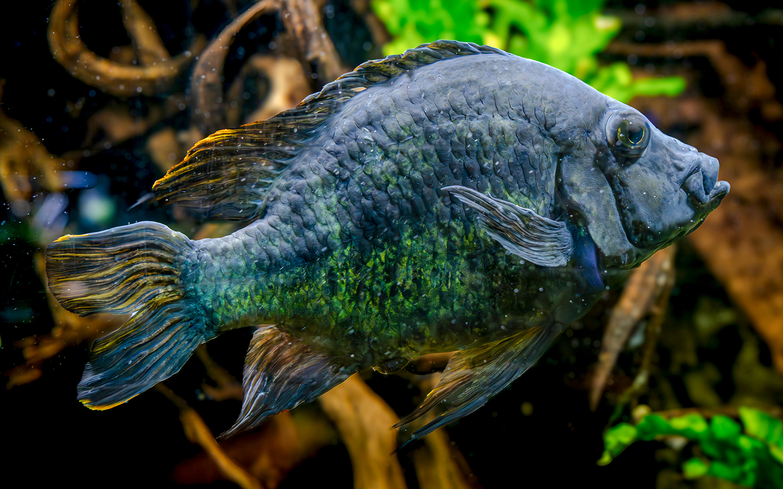 Fish swimming in a tank at Paris Aquarium.