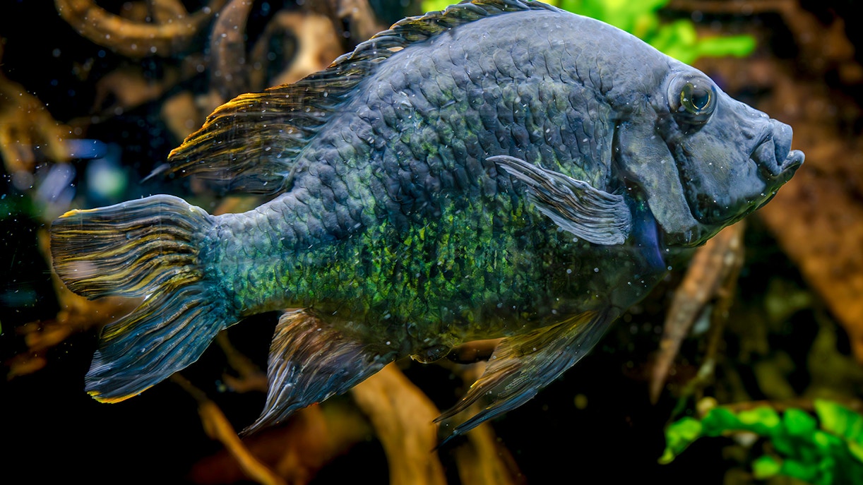 Fish swimming in a tank at Paris Aquarium.