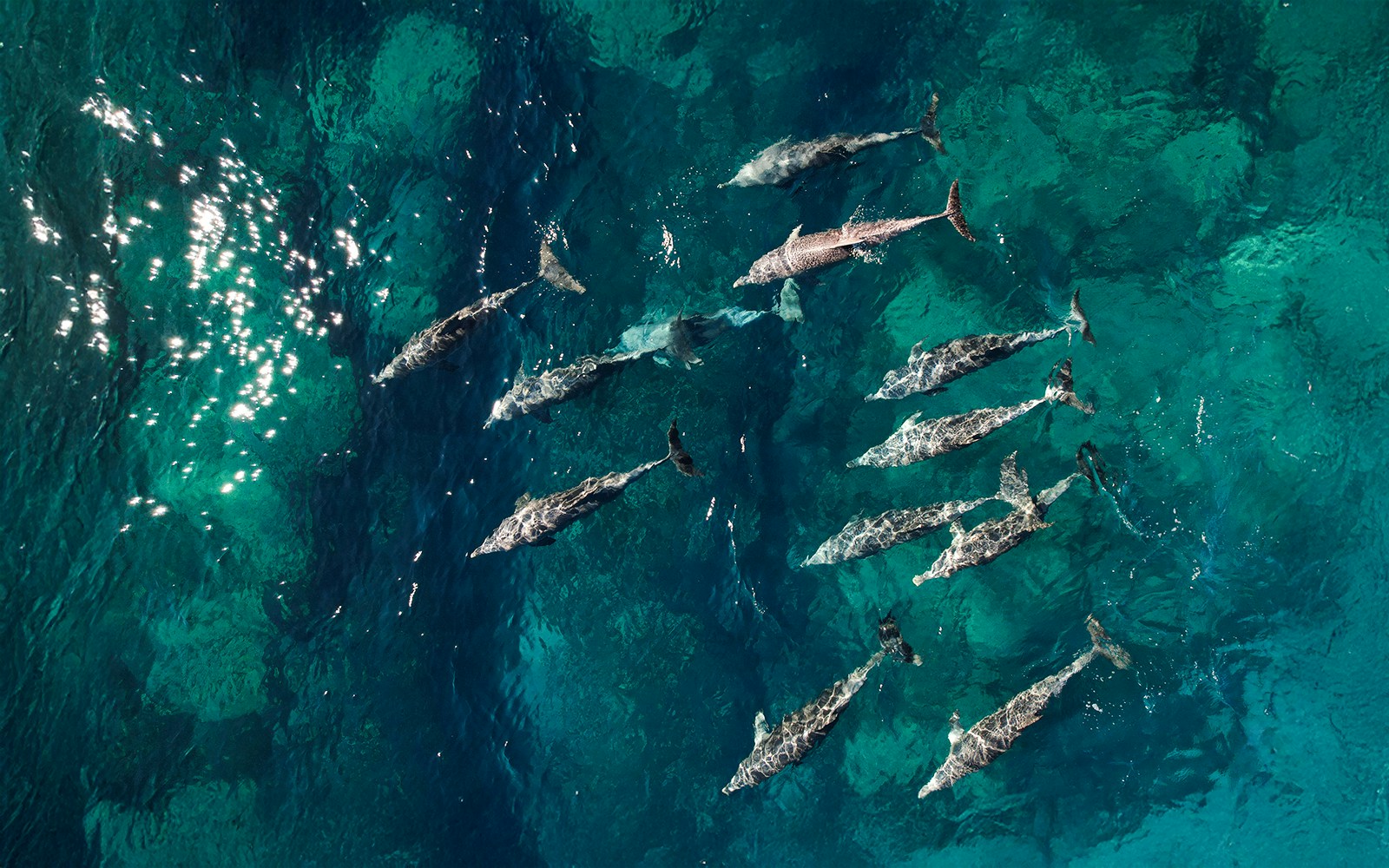Aerial view of a dolphin pod swimming in clear ocean waters near a coastal area.
