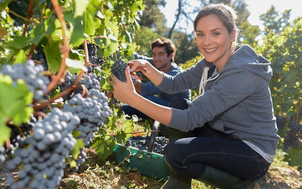 Harvesting grapes during a guided wine cellar visit near Barcelona.