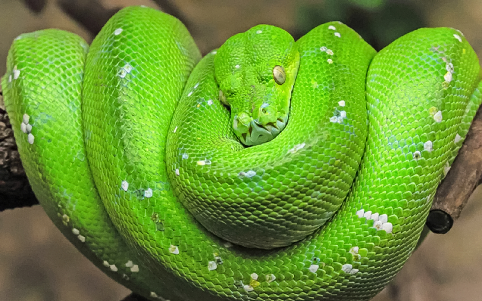 Green snake coiled on branch at Vinpearl Safari, Vietnam.