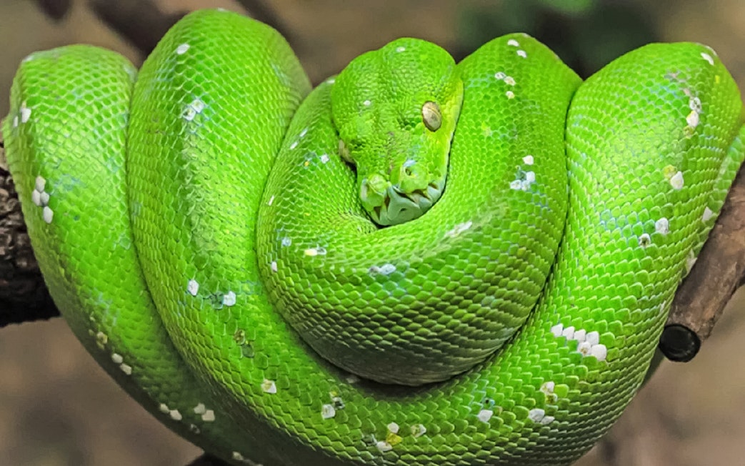 Green snake coiled on branch at Vinpearl Safari, Vietnam.