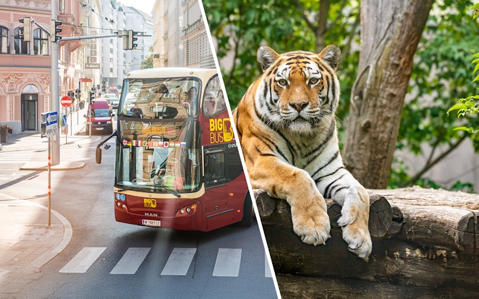 Vienna hop-on hop-off bus and tiger at Schönbrunn Zoo.