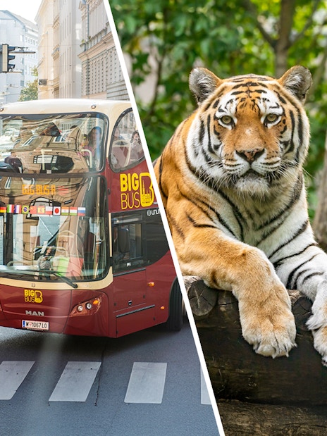 Vienna hop-on hop-off bus and tiger at Schönbrunn Zoo.