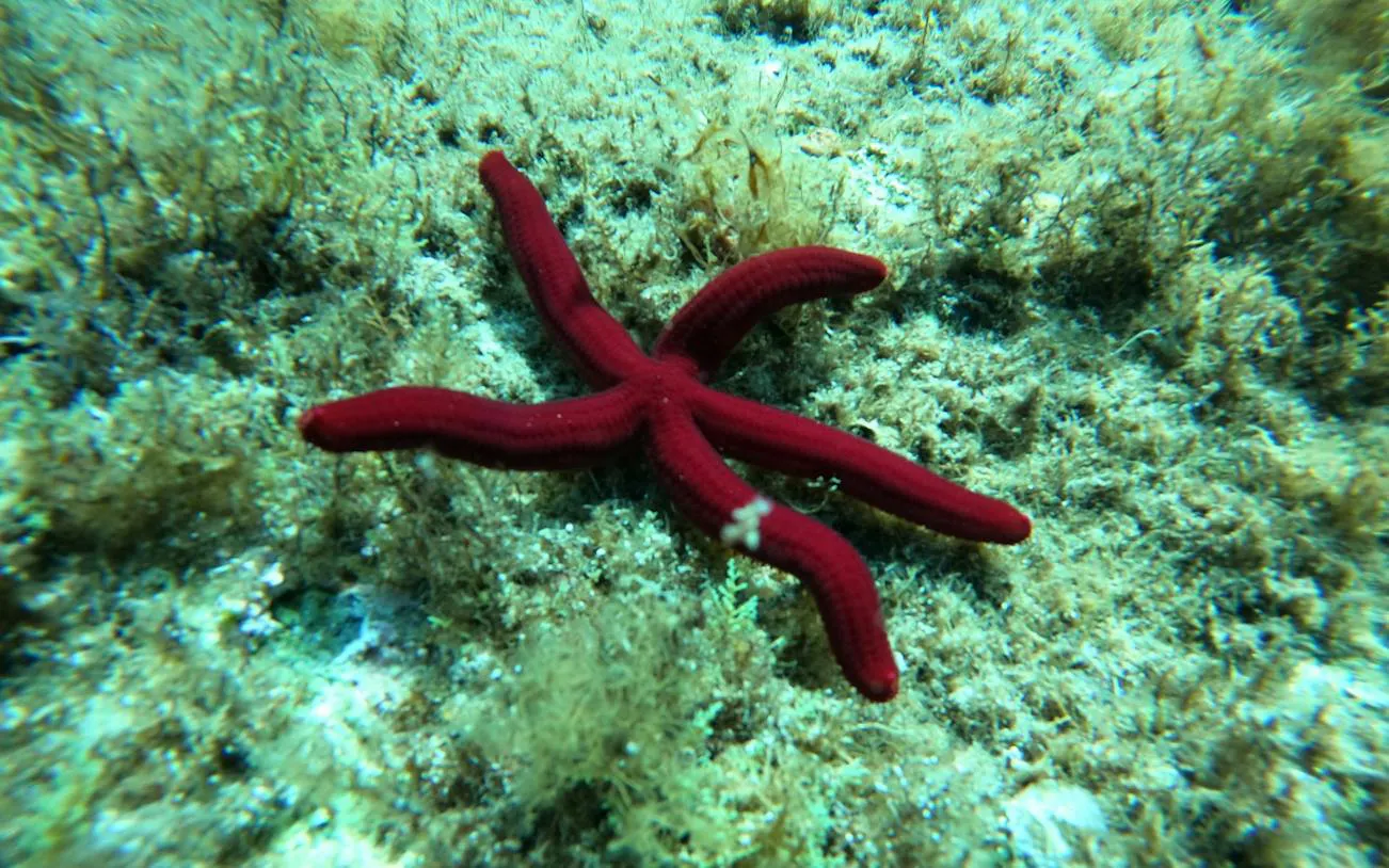 Red starfish on seabed during snorkeling at Capo Carbonara, Villasimius.