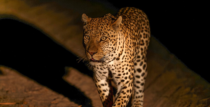 Night Safari Park Chiang Mai