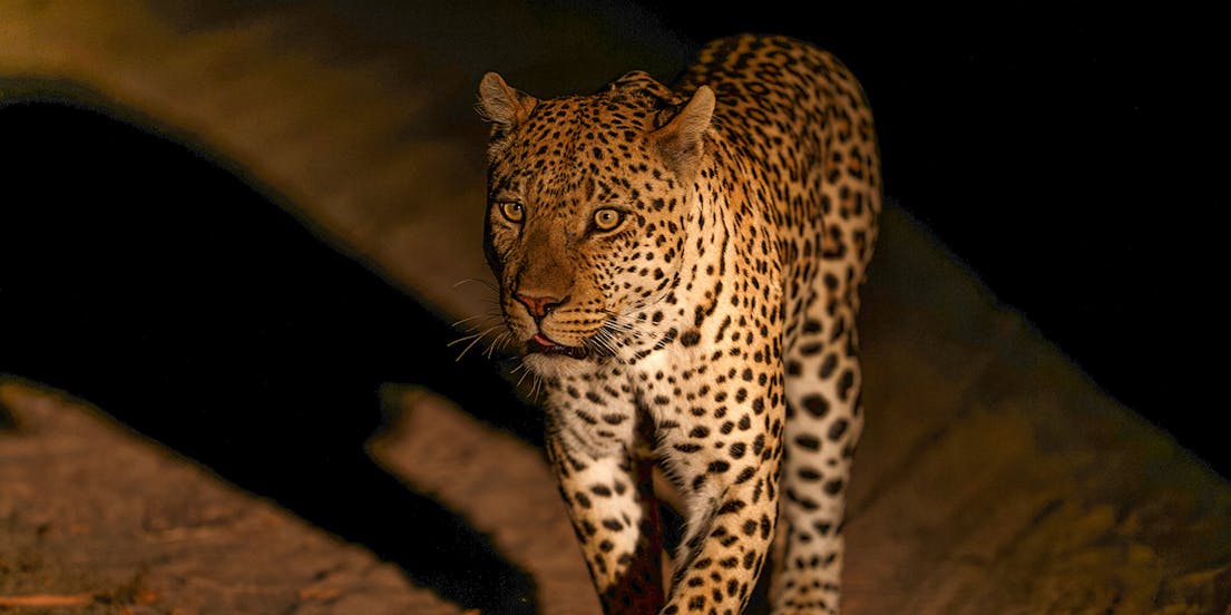 Nachtsafari Park Chiang Mai