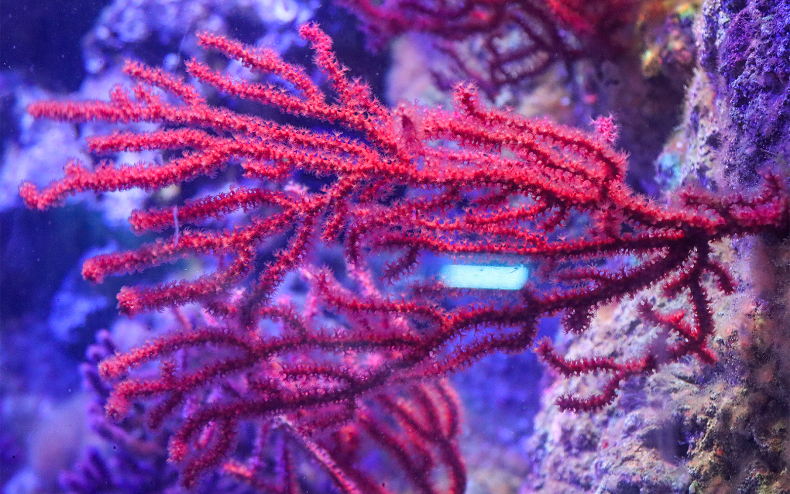 Genoa Aquarium - World of Corals