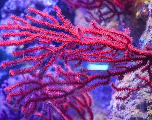Genoa Aquarium - World of Corals