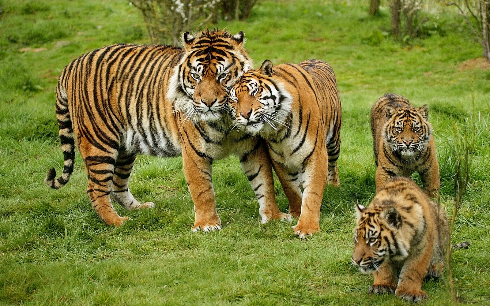 Sumatran tiger family in grassy habitat at Bio Parco.