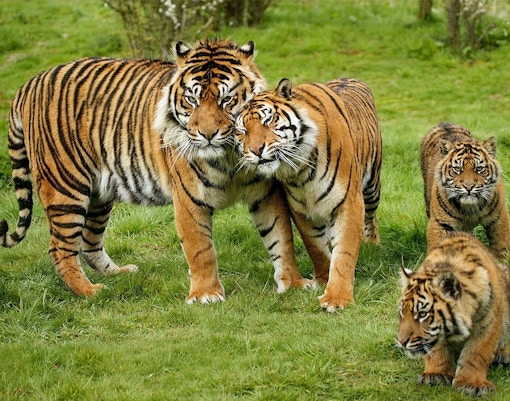 Bioparco Tickets Sumatran Tiger