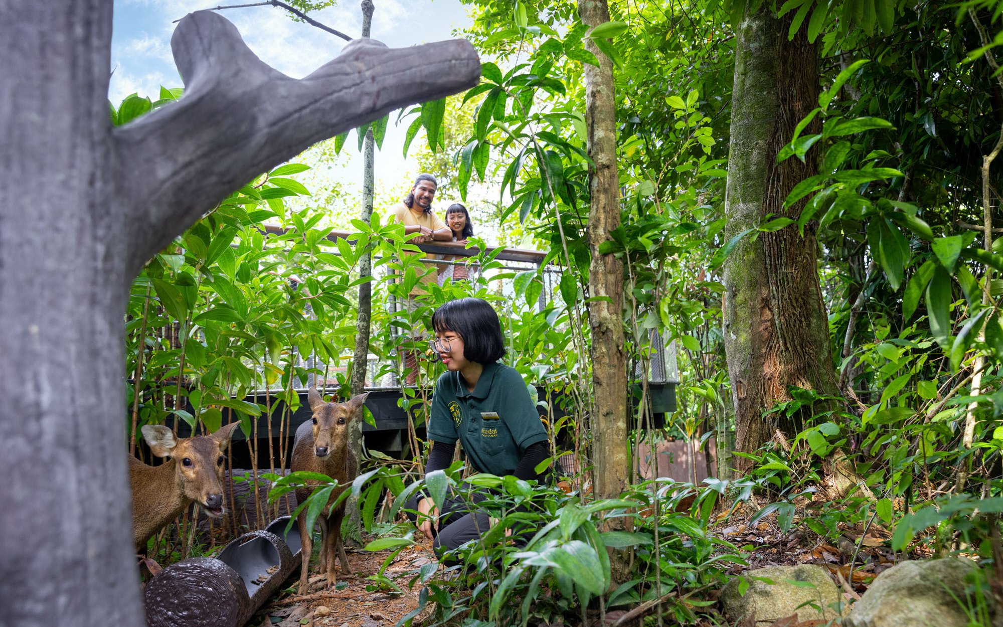 Ranger interacting with deer at Rainforest Wild Adventure, visitors observing from platform.