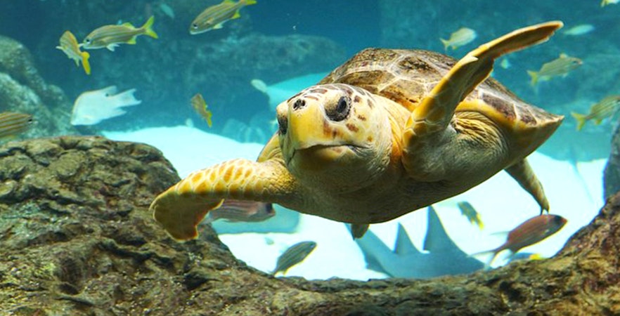 L'aquarium de Floride